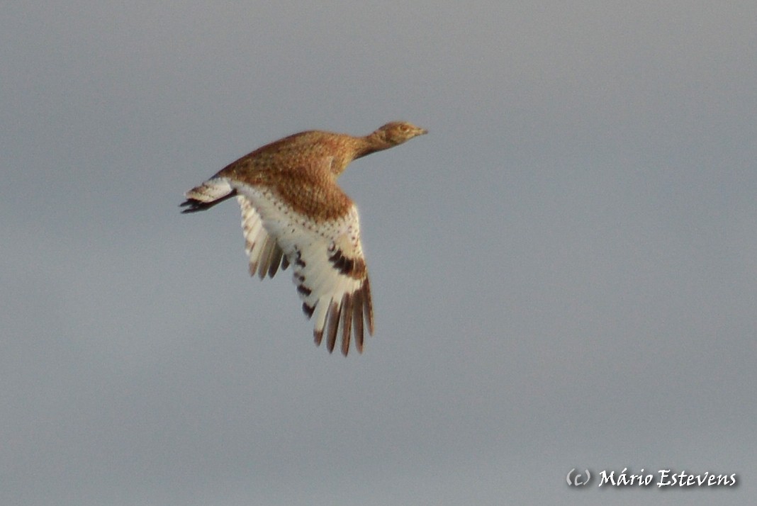 Little Bustard - Mário Estevens