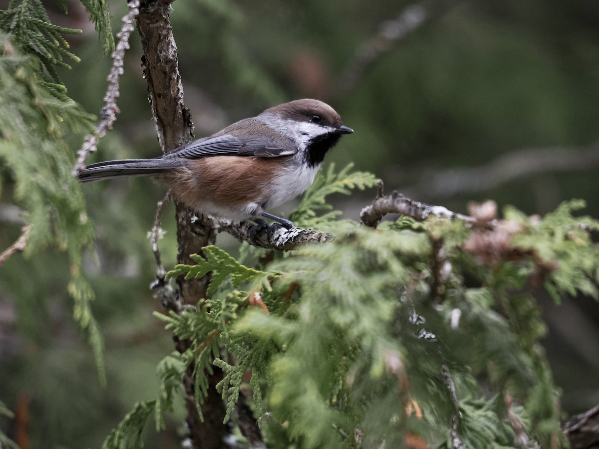 Boreal Chickadee - ML510117761