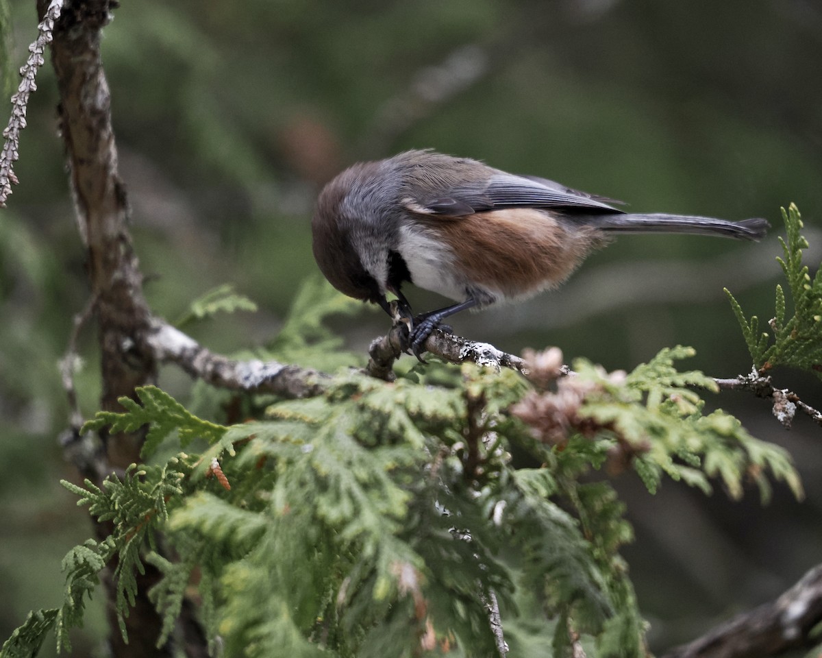 Boreal Chickadee - ML510118371