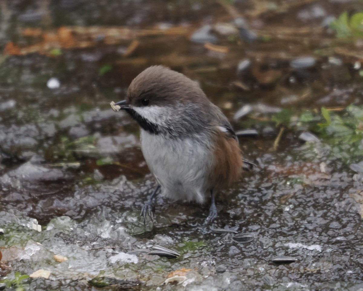 Boreal Chickadee - ML510119121