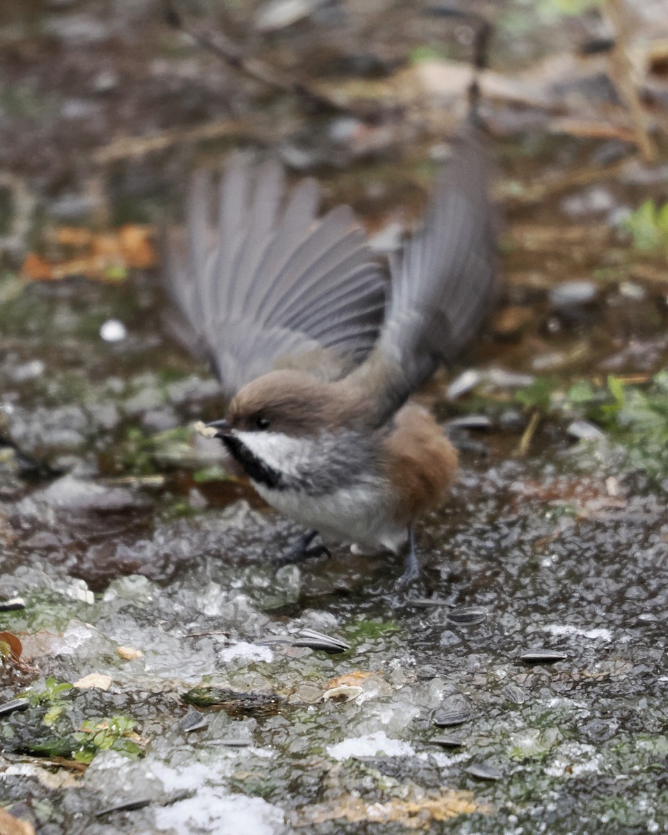 Boreal Chickadee - ML510119201