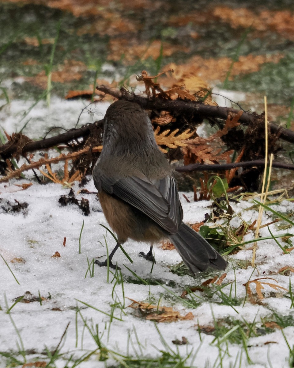 Boreal Chickadee - ML510119291