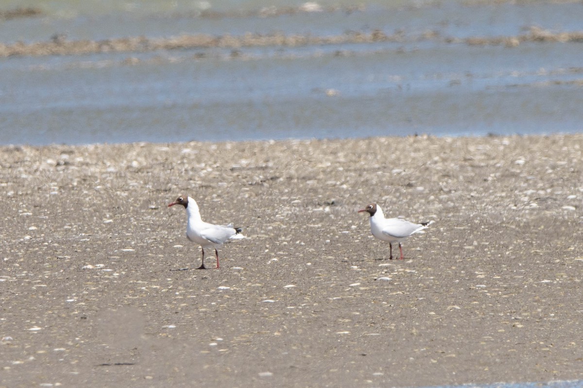 Brown-hooded Gull - ML510119331