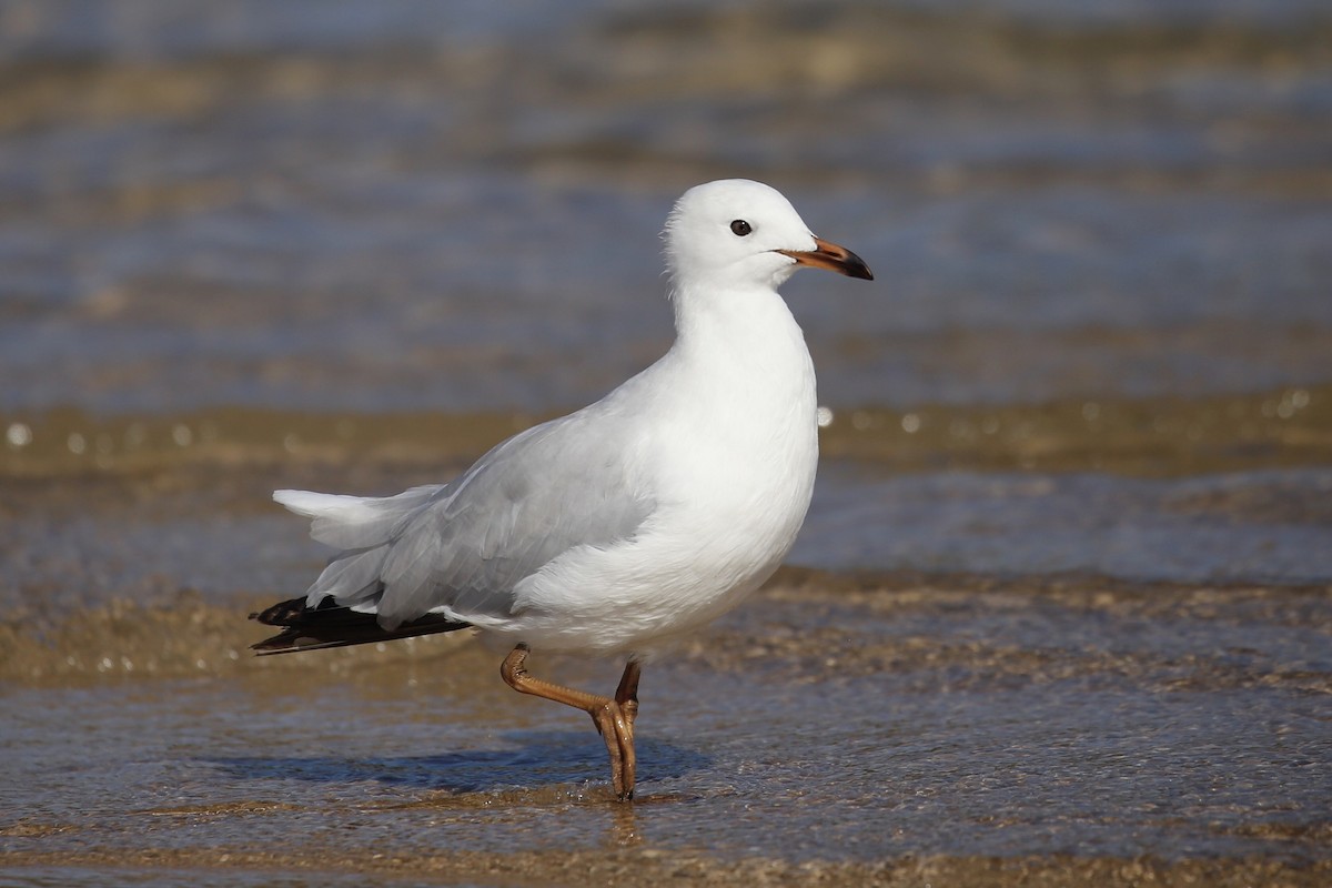 Silberkopfmöwe (novaehollandiae/forsteri) - ML510119861