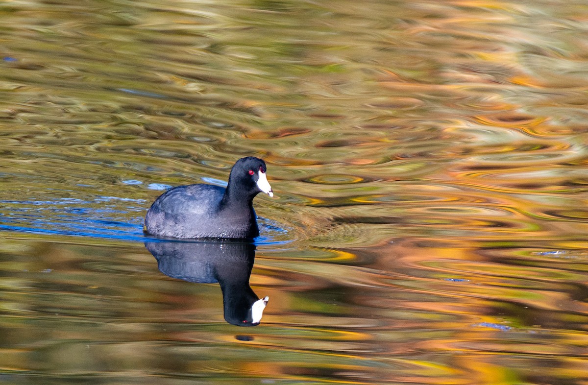 American Coot (Red-shielded) - ML510120751