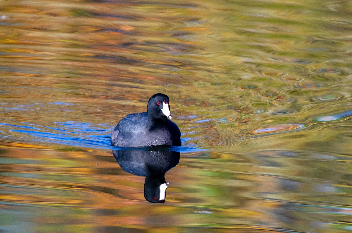 American Coot (Red-shielded) - ML510120761