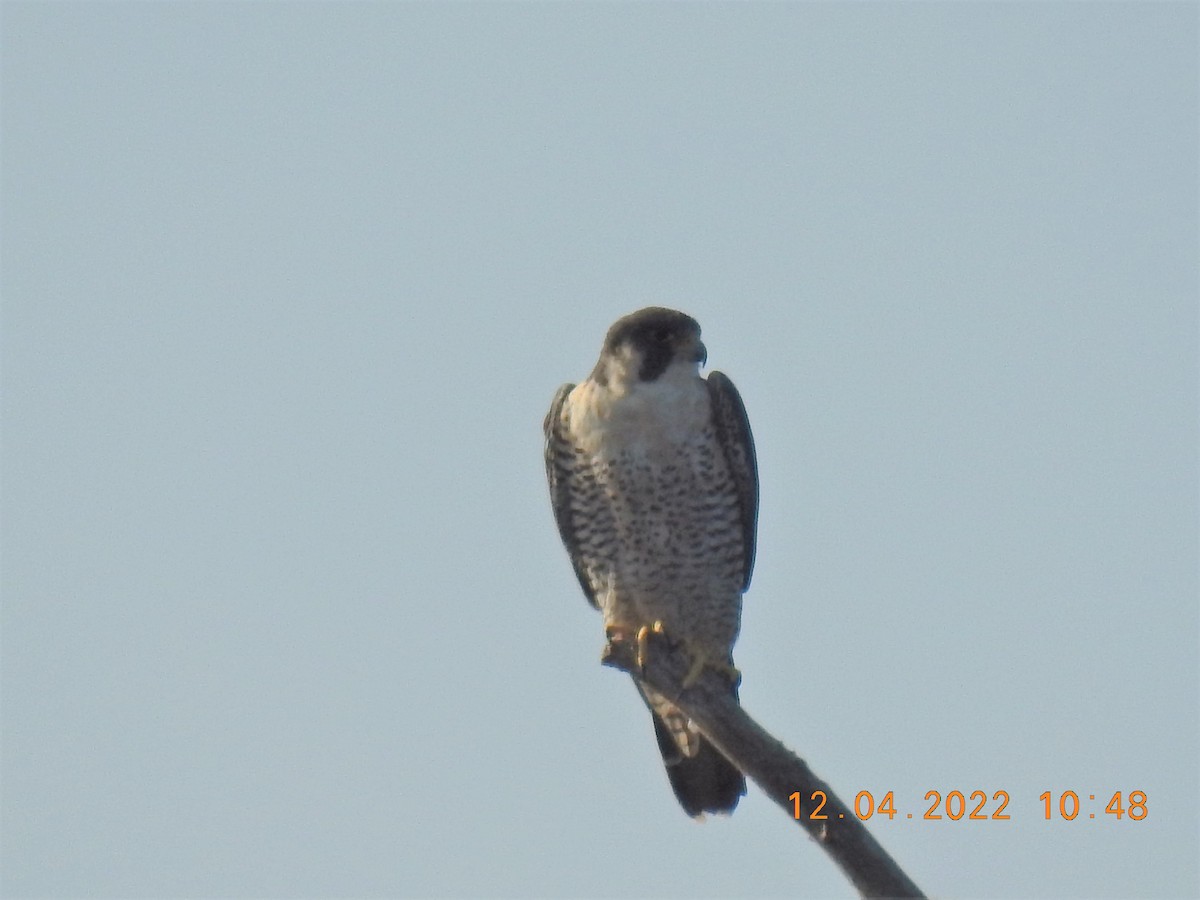 Peregrine Falcon - ML510120901