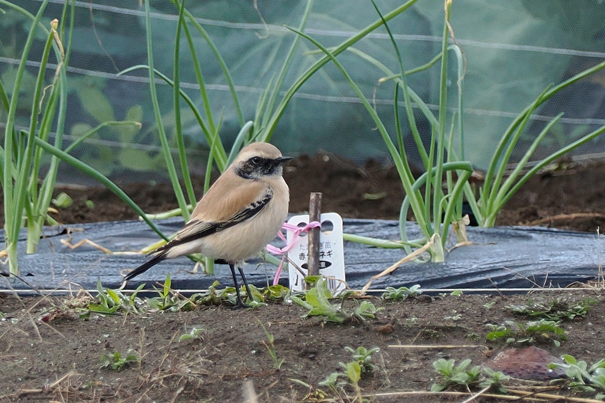 漠䳭 - ML510124401