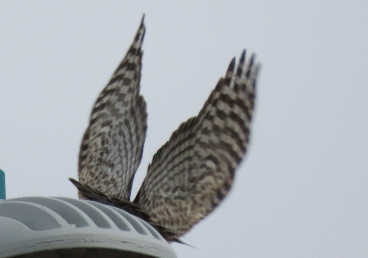 Cooper's Hawk - ML510124691