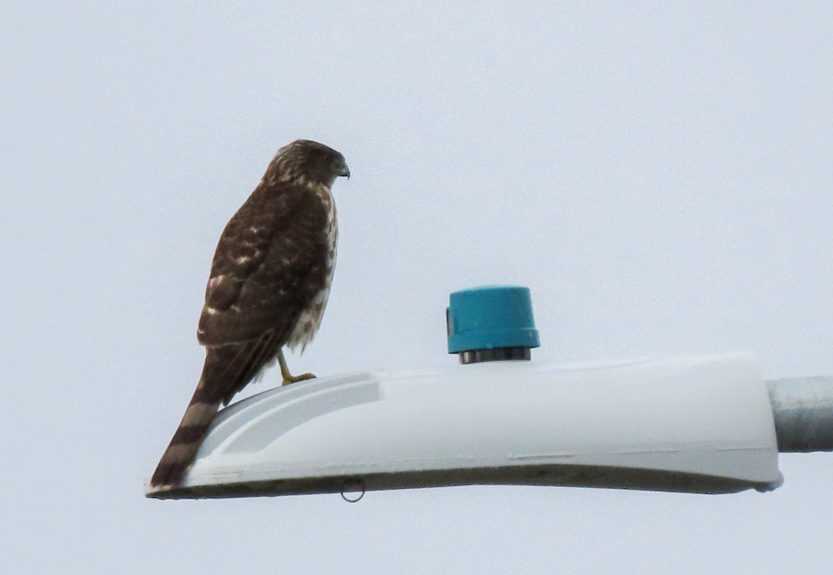 Cooper's Hawk - ML510124701