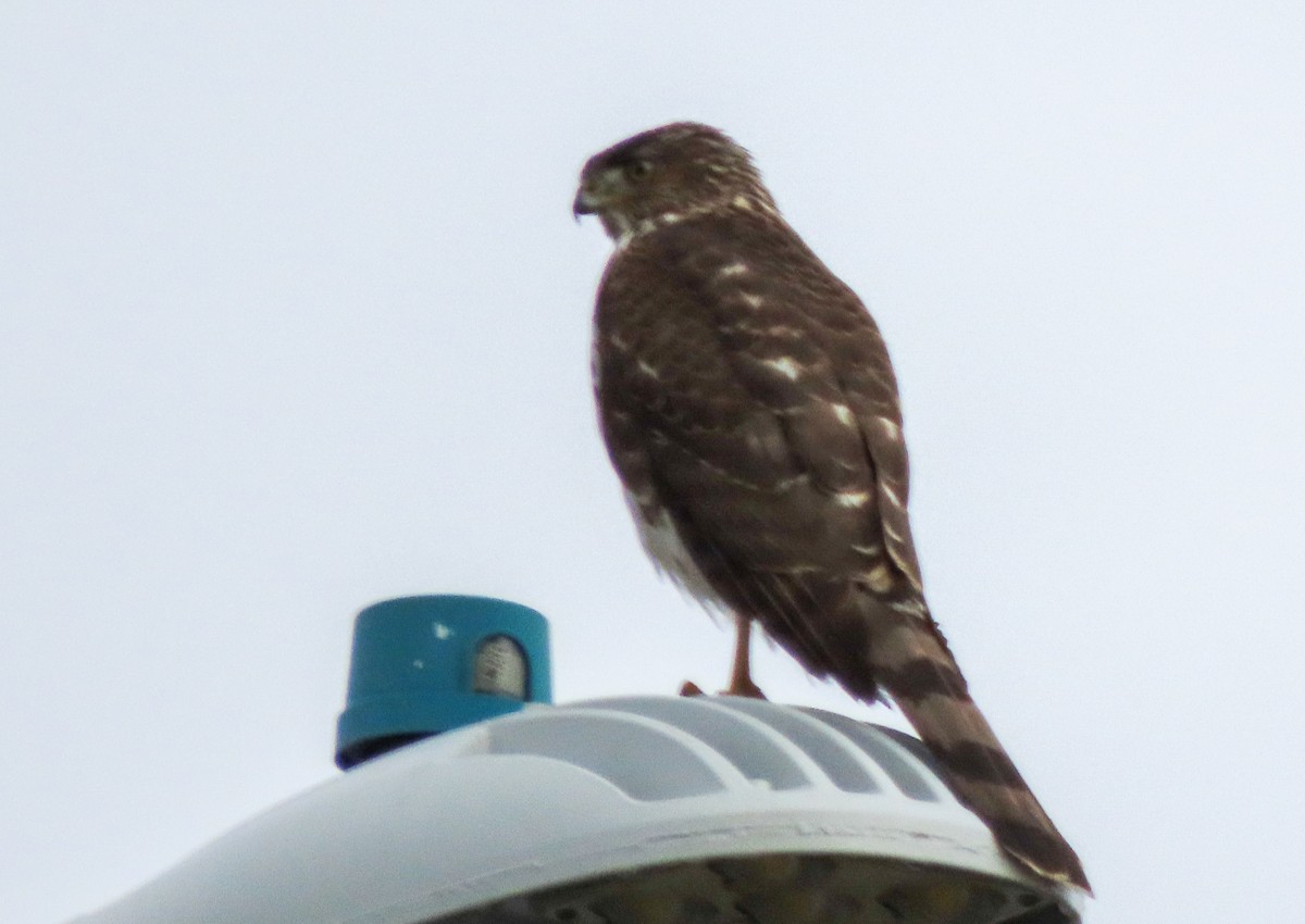 Cooper's Hawk - ML510124711