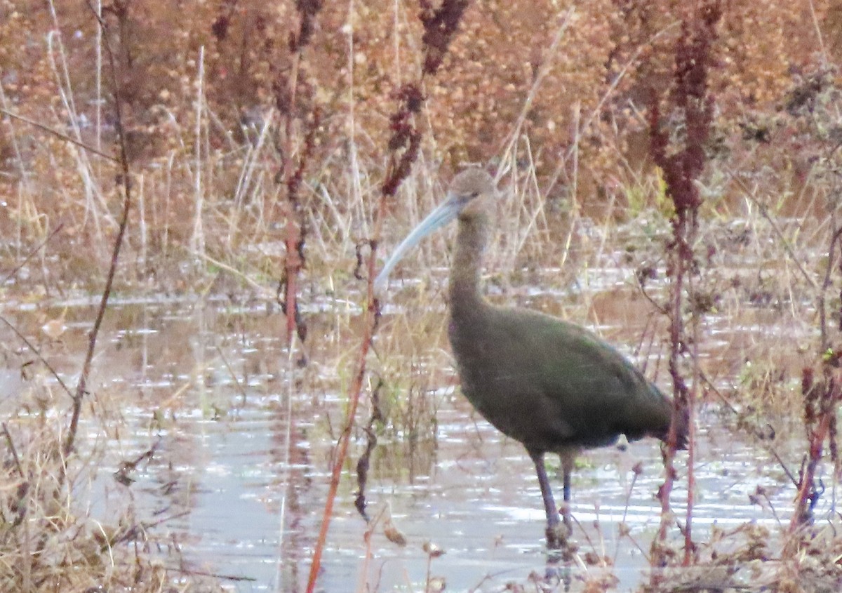 White-faced Ibis - ML510124951