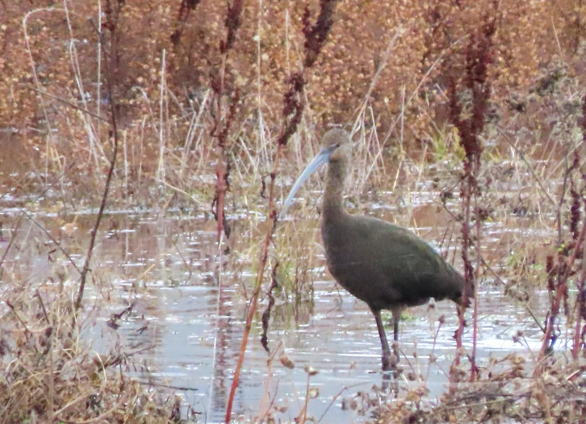 White-faced Ibis - ML510124961