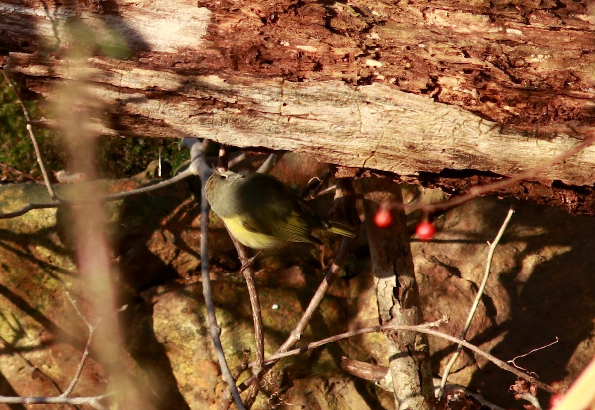 Nashville Warbler - ML510124981