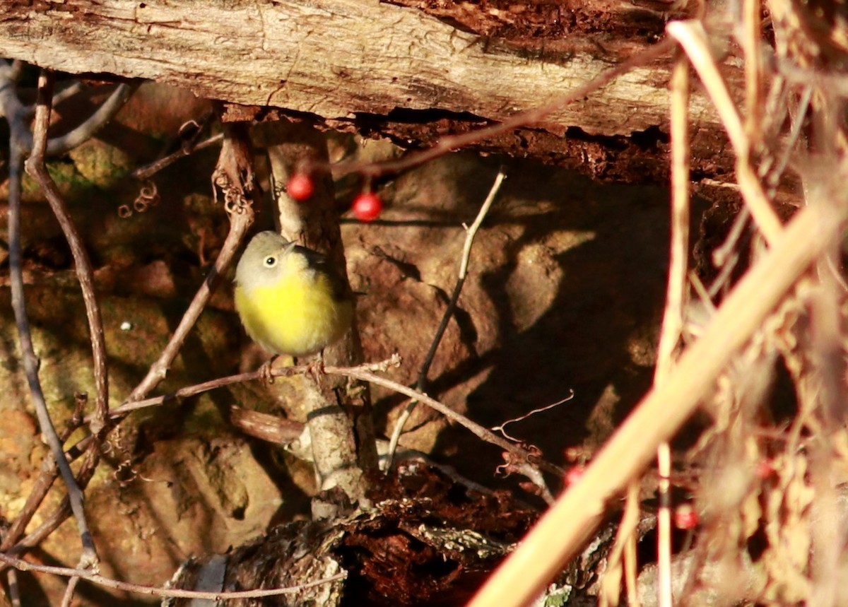 Nashville Warbler - ML510125051