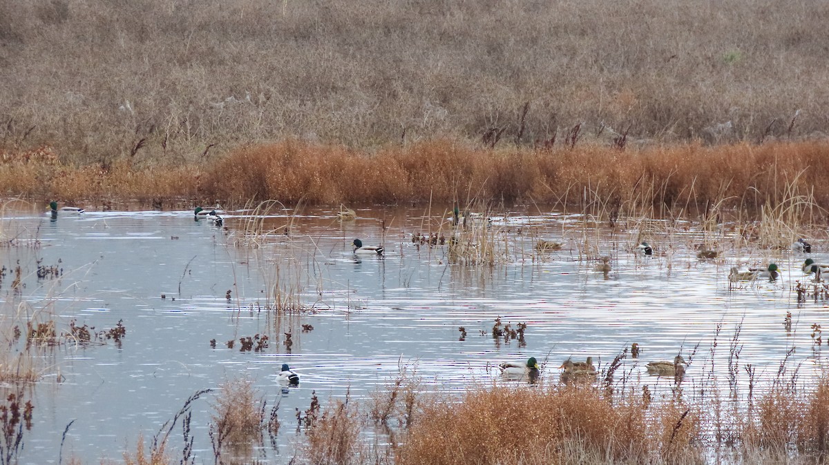 Mallard - ML510125201