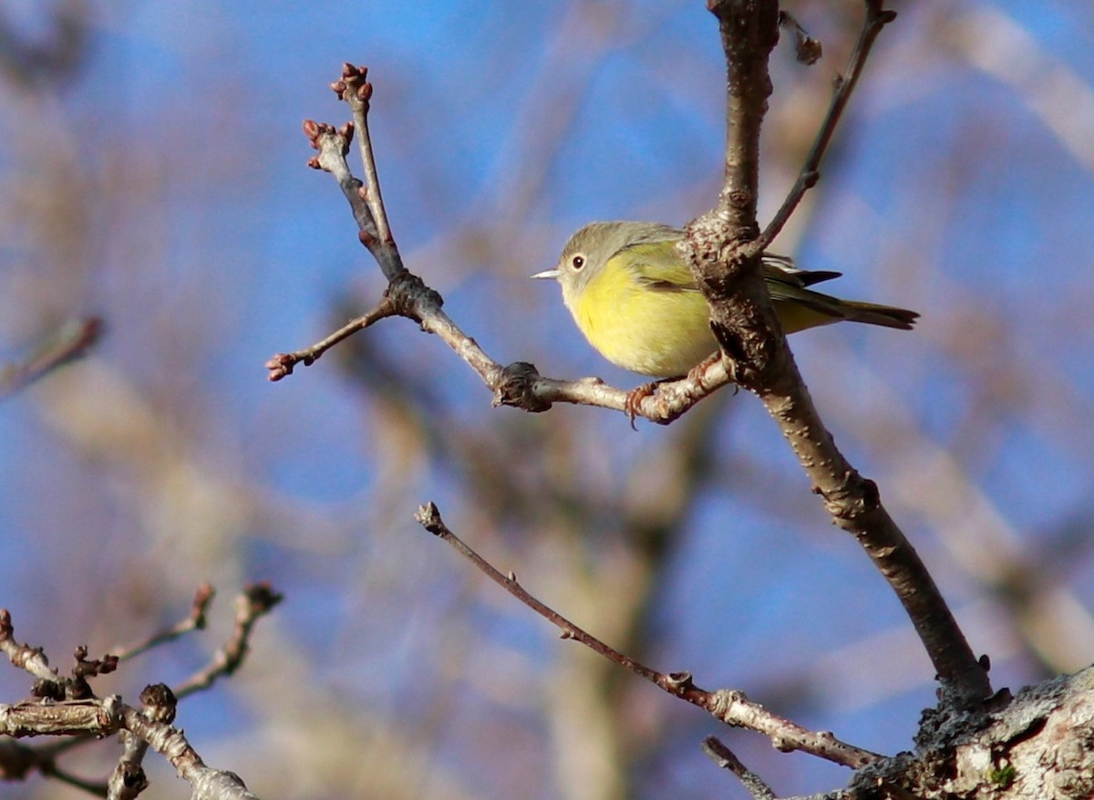 Nashville Warbler - ML510125291