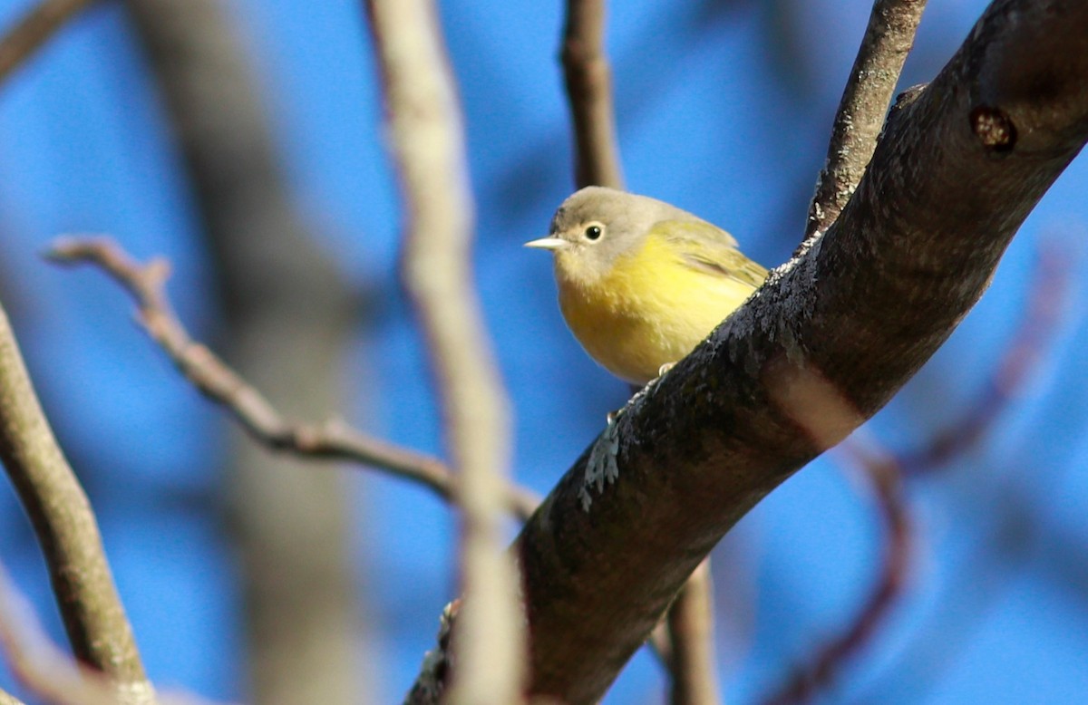 Nashville Warbler - ML510125301