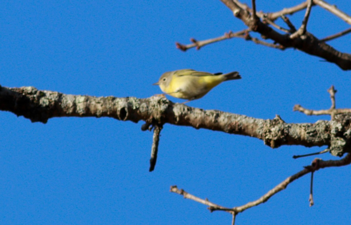 Nashville Warbler - ML510125311