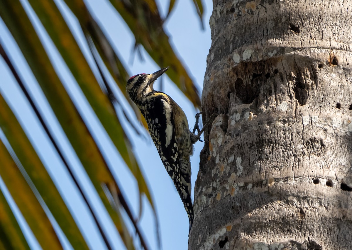 Yellow-bellied Sapsucker - ML510125381