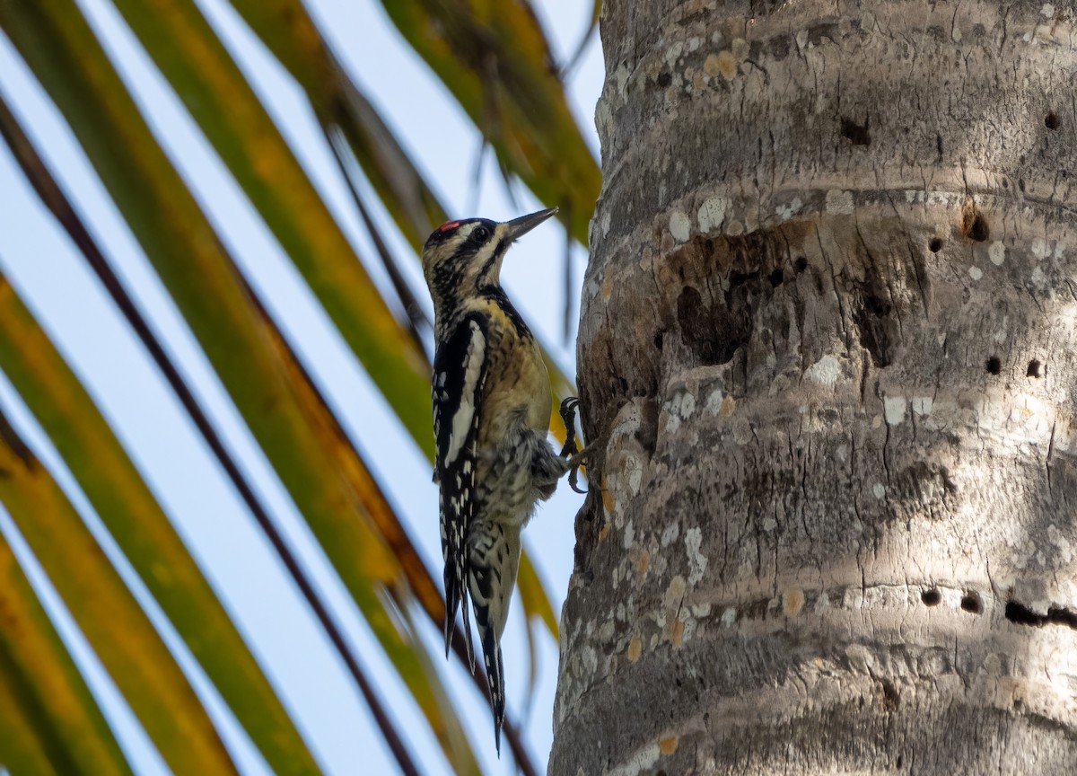 Yellow-bellied Sapsucker - ML510125451