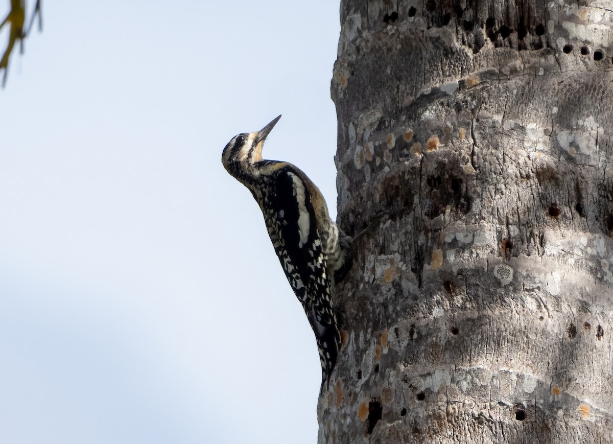 Yellow-bellied Sapsucker - ML510125461