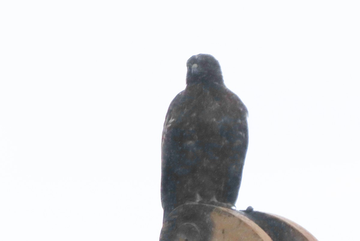 Golden Eagle - ML510128011