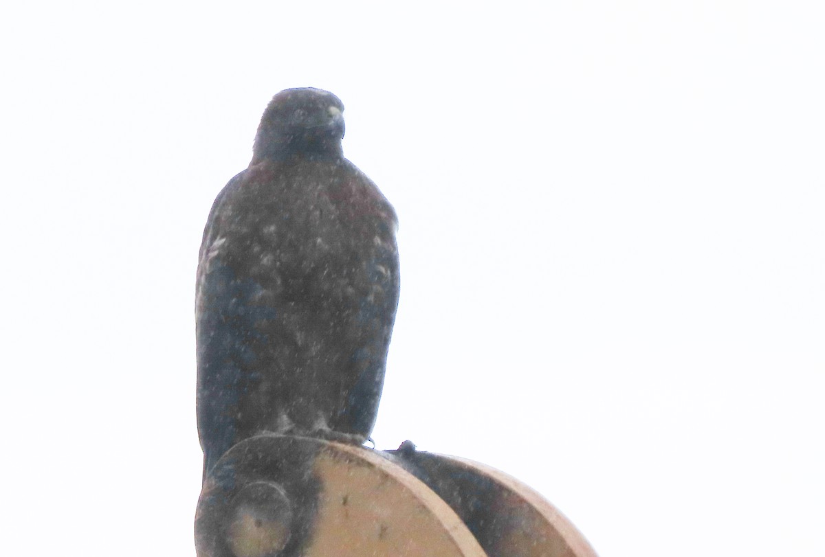 Golden Eagle - ML510128021