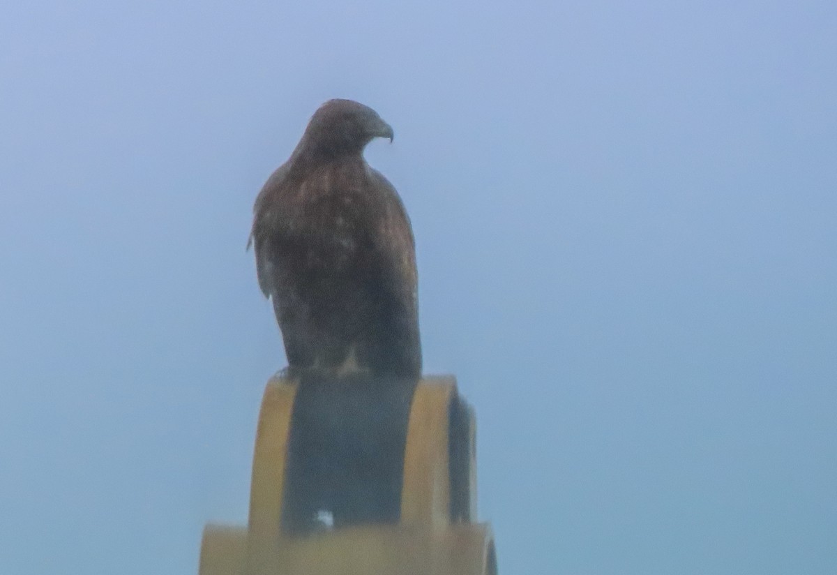 Golden Eagle - ML510128031
