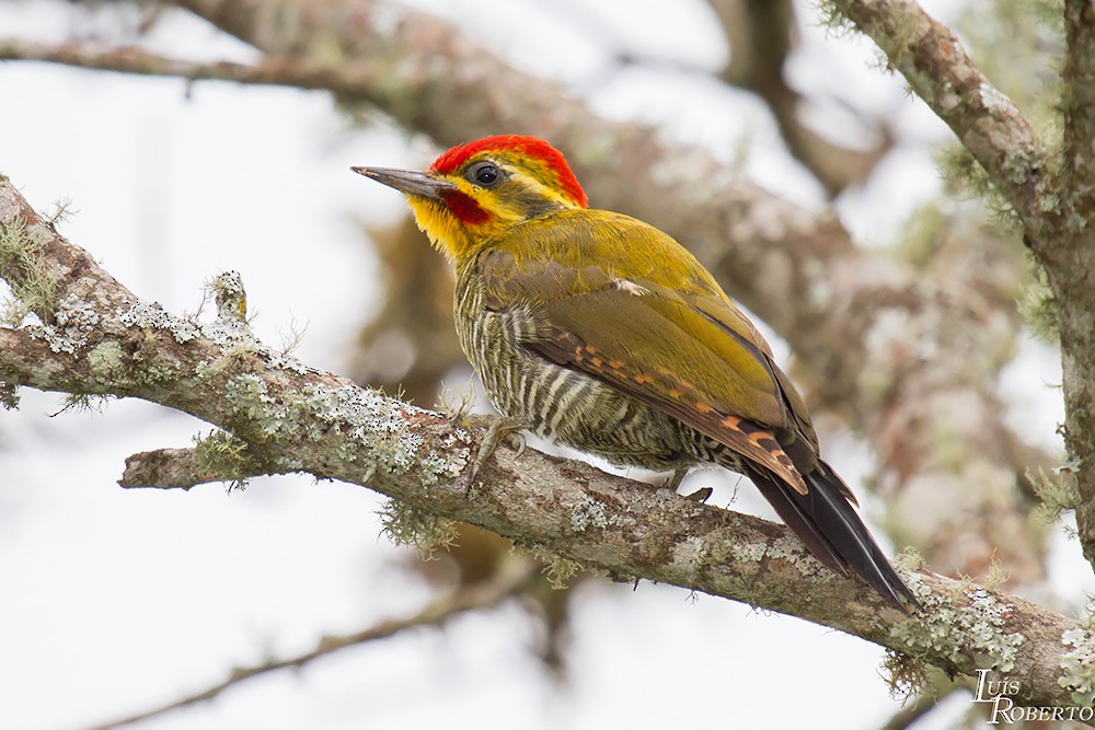White-browed Woodpecker - ML510128381