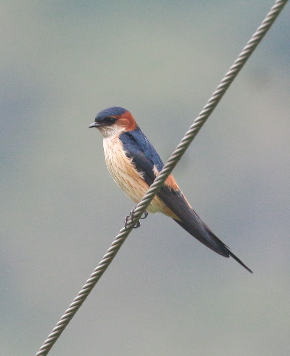 Red-rumped Swallow - ML510128851