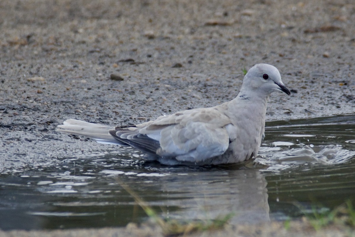 Eurasian Collared-Dove - ML510129601