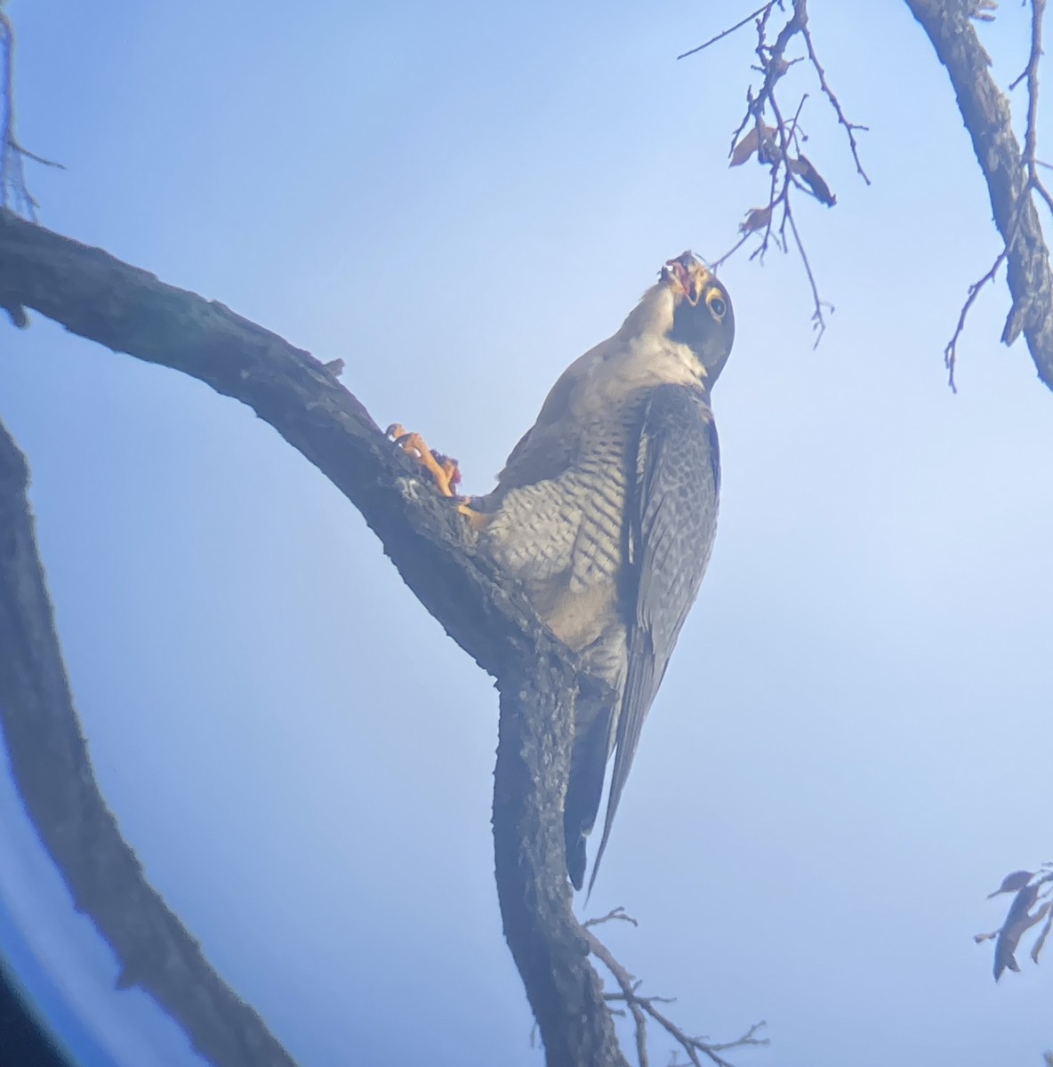 Peregrine Falcon - ML510129841