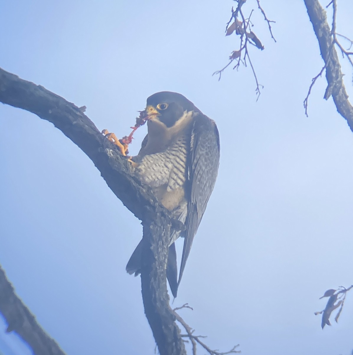 Peregrine Falcon - ML510129851