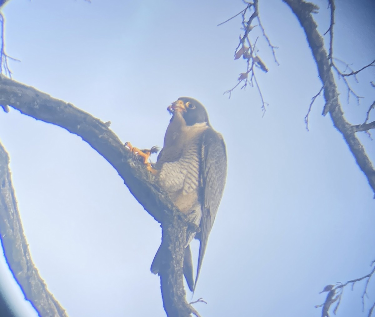 Peregrine Falcon - ML510129861