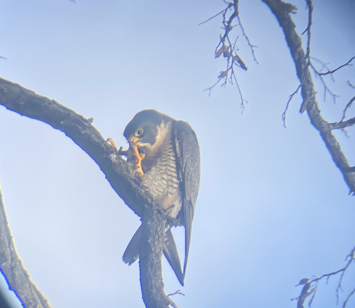 Peregrine Falcon - ML510129871