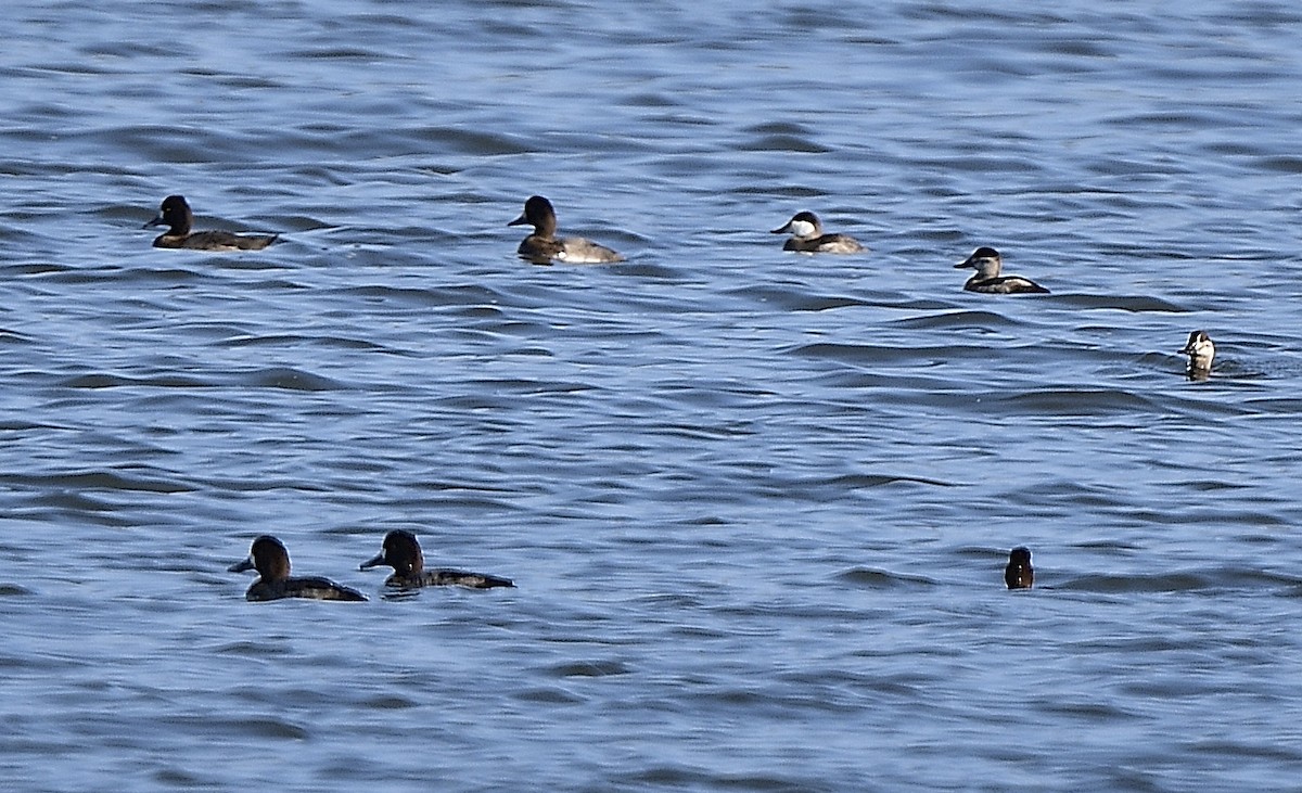Ruddy Duck - ML510130481