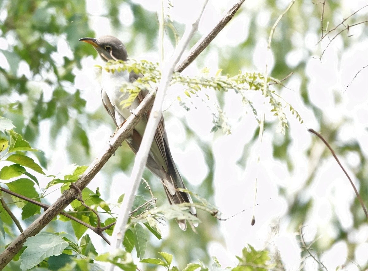 Yellow-billed Cuckoo - ML510132311