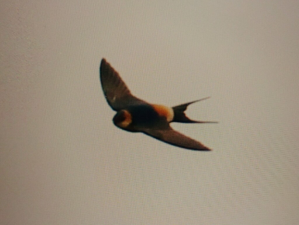Red-rumped Swallow - ML51013301