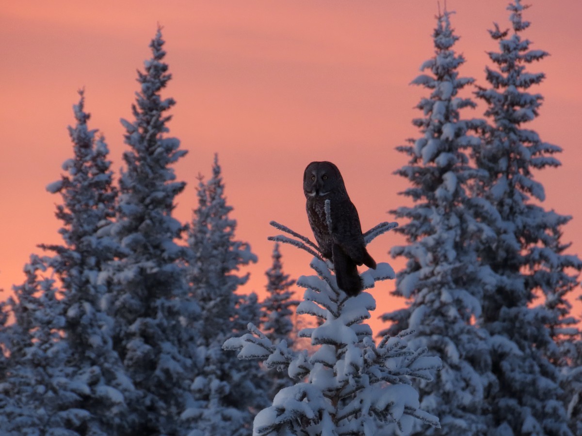 Great Gray Owl - Gerald Frost