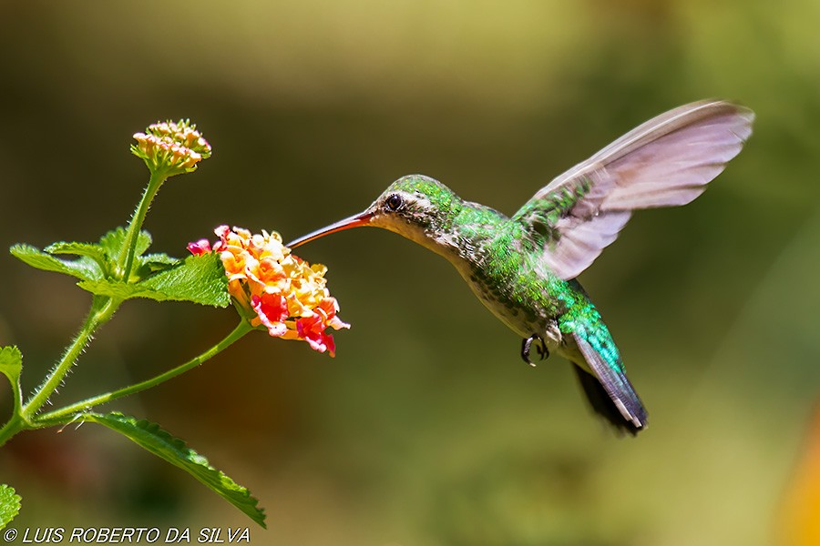 Glittering-bellied Emerald - ML510133091