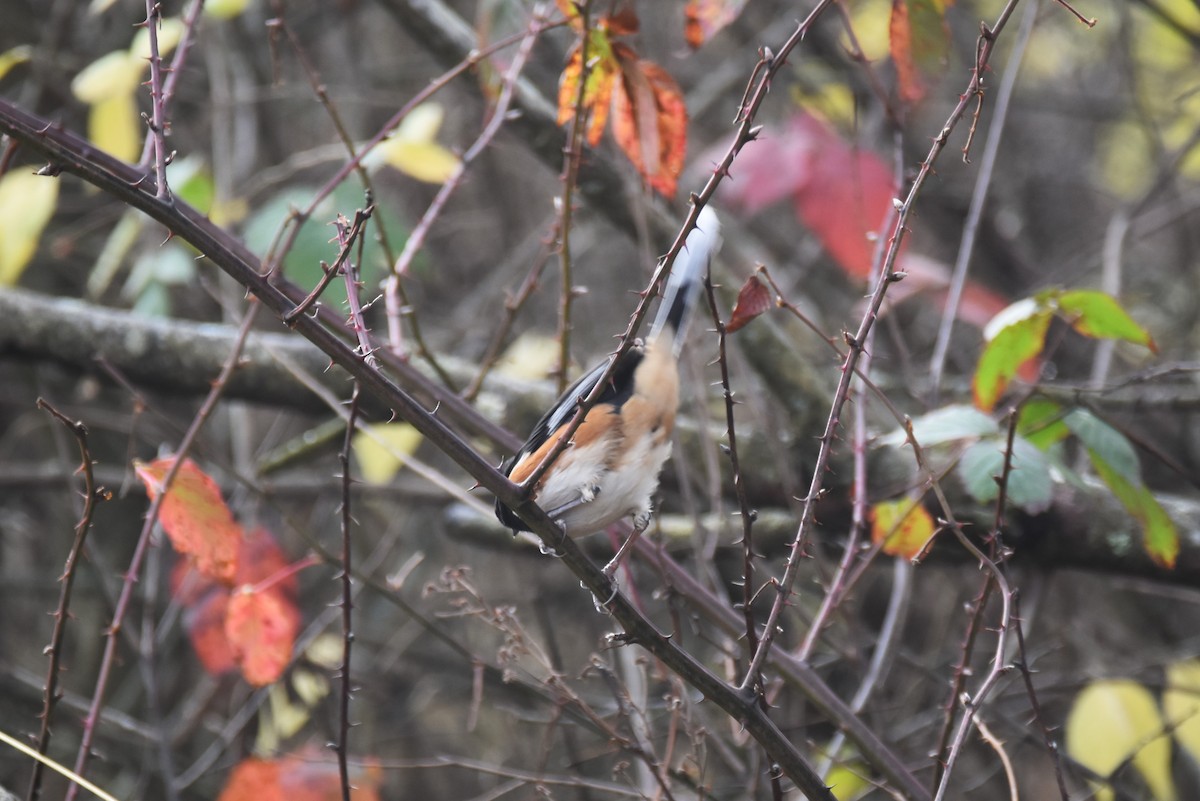 ワキアカトウヒチョウ - ML510134281