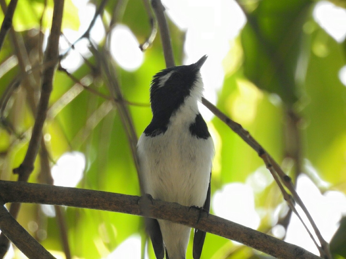 Ultramarine Flycatcher - ML51013471