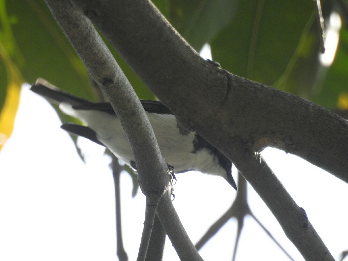 Ultramarine Flycatcher - ML51013481