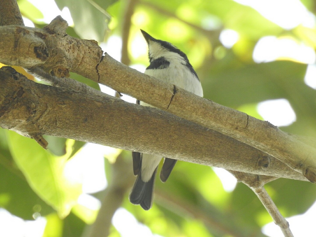 Ultramarine Flycatcher - ML51013491