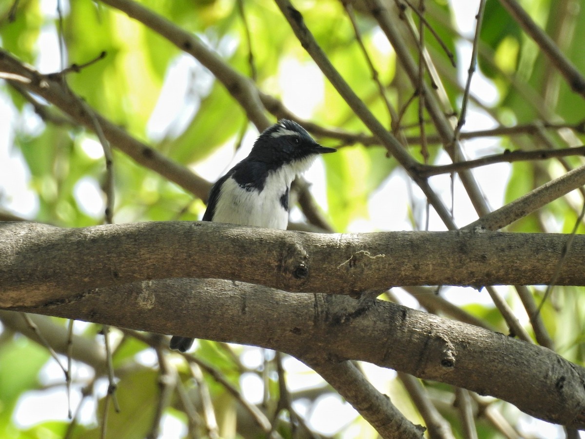 Ultramarine Flycatcher - ML51013501