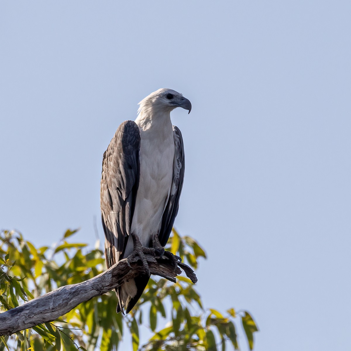 White-bellied Sea-Eagle - Martine Stolk