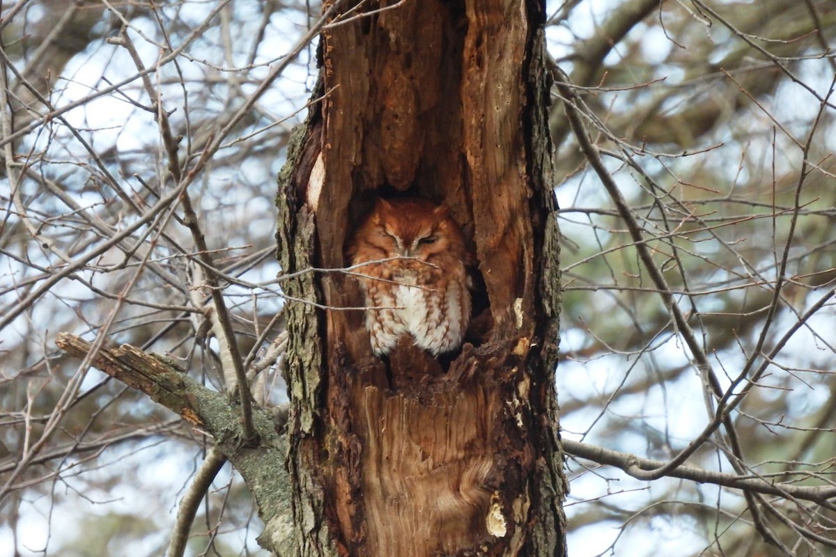 Eastern Screech-Owl - ML510138341