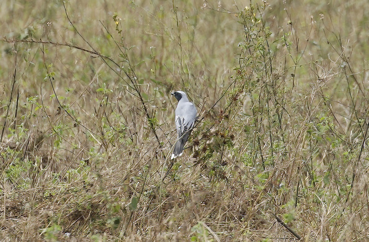 Black-faced Cuckooshrike - ML510140561