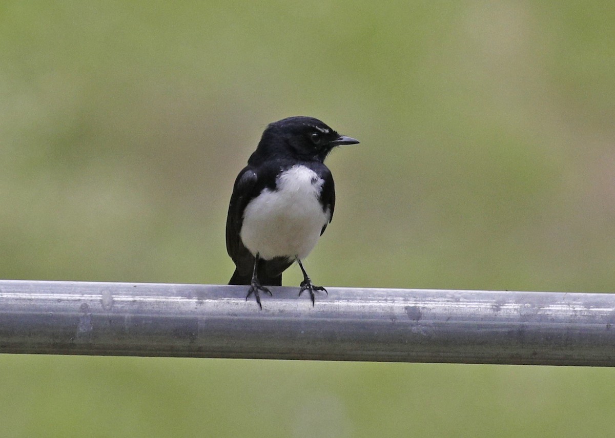 Willie-wagtail - ML510140771